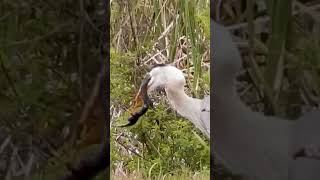 #Shorts _ Cò Ăn Cá Khủng _Stork Eating Giant Fish _  Thanh Hoai KG