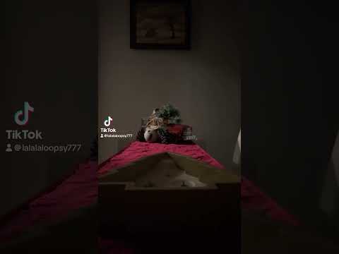 23 de noviembre