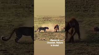 Watch Hyena getting ripped off by a cheetah ? over a meal