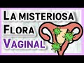 BACTERIAS en la Vagina | CarboVirus R