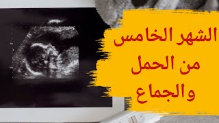 الشهر الخامس من الحمل والجماع: هذا ما عليك معرفته!