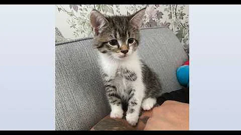 Video 11031091: cat kitten beautiful funny, cat kittens playing funny, tiny kitten, gorgeous kittens