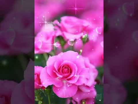 good morning gif flower in make beautiful