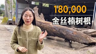 The 180,000 golden pheasant tree roots opened up, Yao Mei rushed to join in the fun