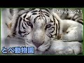 とべ動物園の動物たち 2017 の動画、YouTube動画。