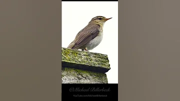 Willow Warbler Call Birds Birdsounds 
