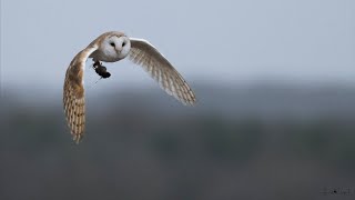 New year new start found a pair of Barn owl and a pair of Tawny