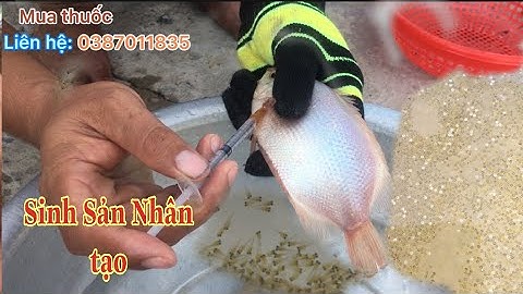 Kỹ Thuật Sinh Sản Nhân Tạo Cá Hường, Cá Mùi , Sặc Rằn