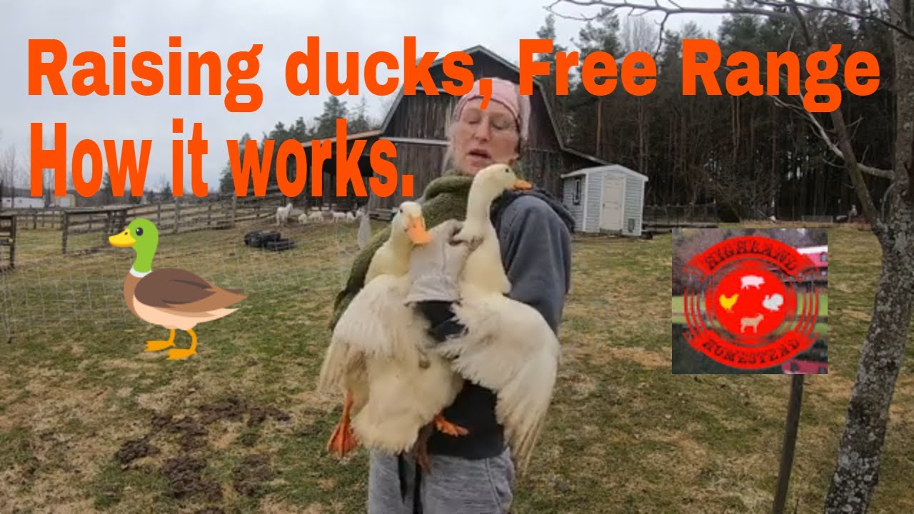 Raising Ducks Free Range And How It Works Watch What We Are Doing On Raising Ducks Free Range And How It Works Watch What We Are Doing On