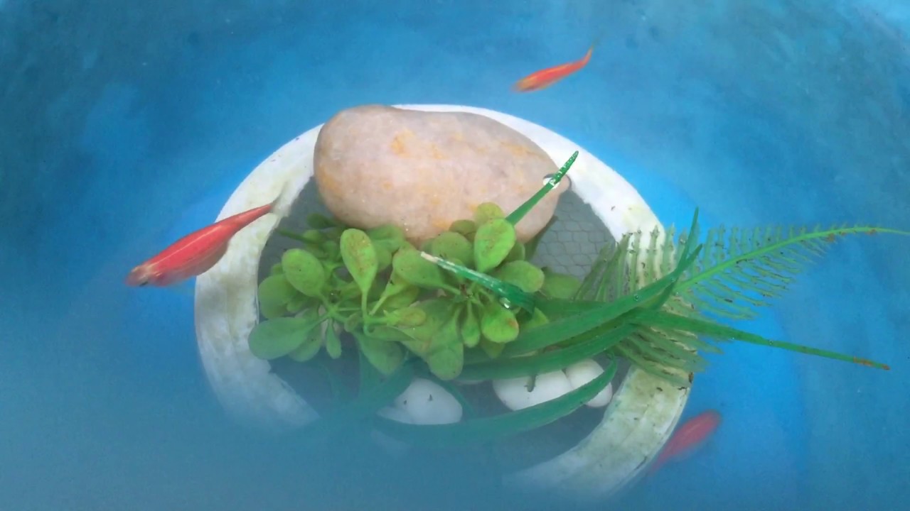 zebra danio Breeding in home in Hindi ( Part 1 ) YouTube