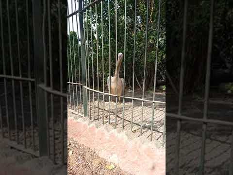 مش هتصدقوا صوت البجعه عامل ازاي 