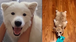 Cutest &  Most Adorable Puppies! | Cute Puppy Compilation by Alpha Cats and Dogs 32 views 2 years ago 2 minutes, 31 seconds