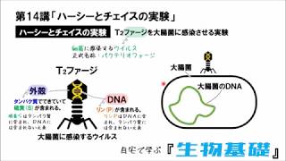 【高校講座 生物基礎】第14講「ハーシーとチェイスの実験」