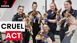 Litter of red heeler puppies found dumped on Port Adelaide beach | 7 News Australia
