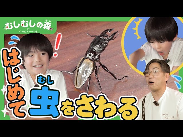 昆虫】クワガタムシにさわってみた！【むしむしの森】香川照之