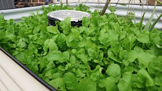 Placement of Raise Bed For Cool Weather Season Growing
