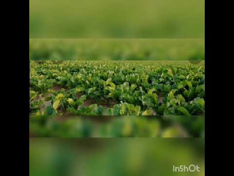فيديو: بنجر العلف. البذور ، زراعة