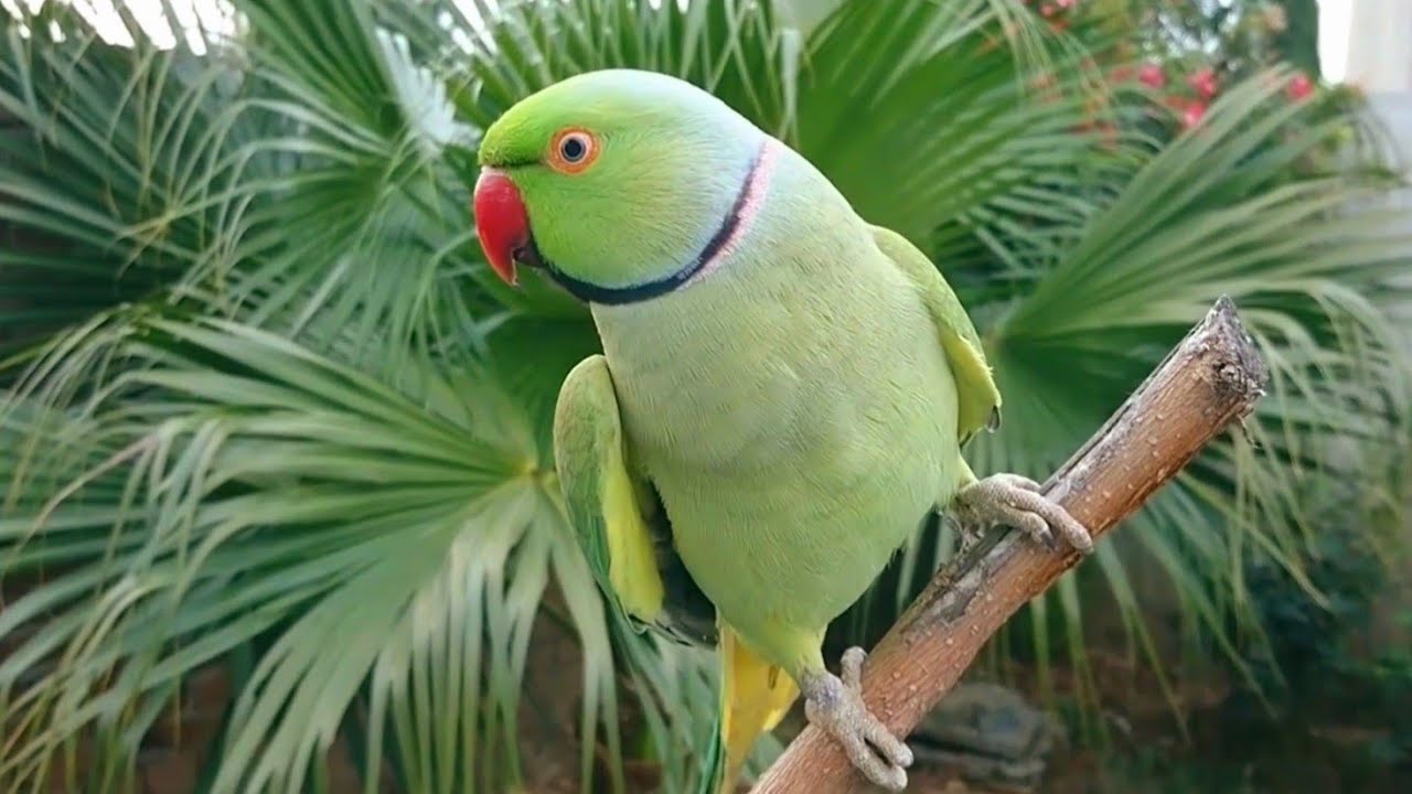 Natural Parrot Sounds Compilation  Amazing Parrot Chirping Sounds  Natural Parrot Voices