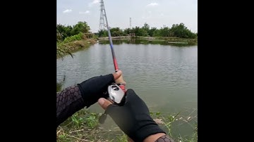 Câu cá lóc bằng cá sắt R45