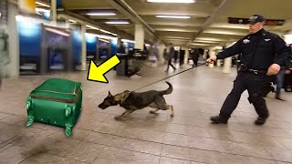 Polizeihund eilt zu einem verdächtigen Gepäckstück  Beim Öffnen waren die Polizisten verblüfft!