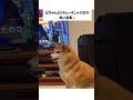 飼い主のご機嫌取り成功✌️ #柴犬 #shibainu #うんと返事