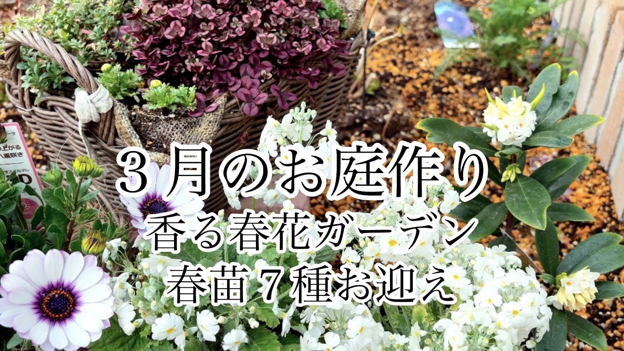 【ガーデニングVlog】３月のお庭作り／心を癒す香る春花／スイトピー他春苗７種お迎え／芽吹く春庭の様子