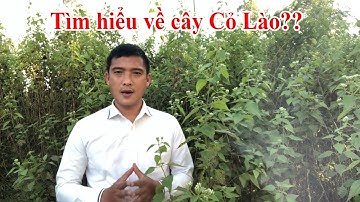 Cây Cỏ Lào và những công dụng của nó - Cỏ Ven Đường Vlogs