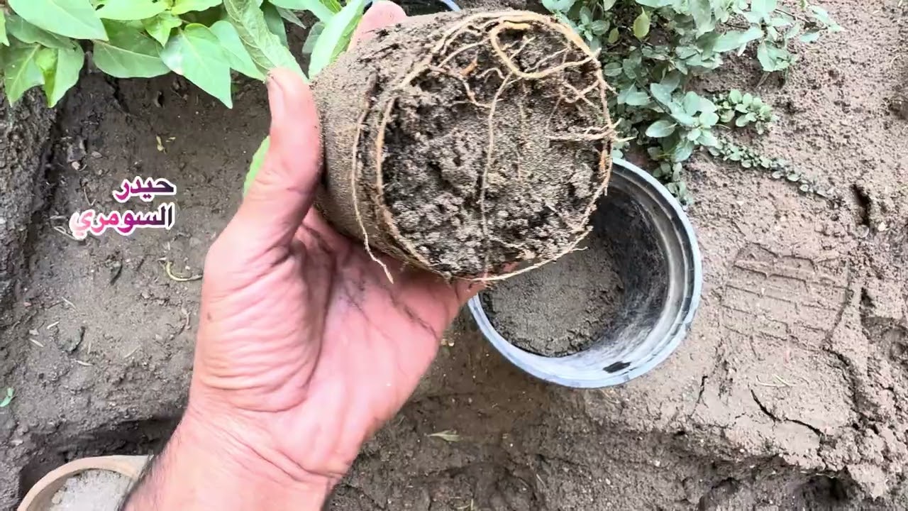 طريقة تحويل النباتات في فصل الشتاء من سندانه إلى سندان آخر 