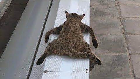 When your cat is in energy saving mode 🥲no they are not lazy 😅