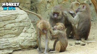Witnessing A Heartwarming Sight Of A Monkey Family Interacting With Each Other