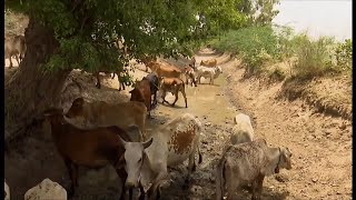 Climate change swells odds of record SE Asia heatwaves & flooding - BBC News - 18th May 2022