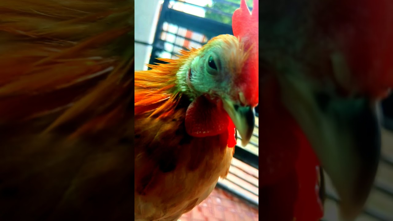 comment a name for him 