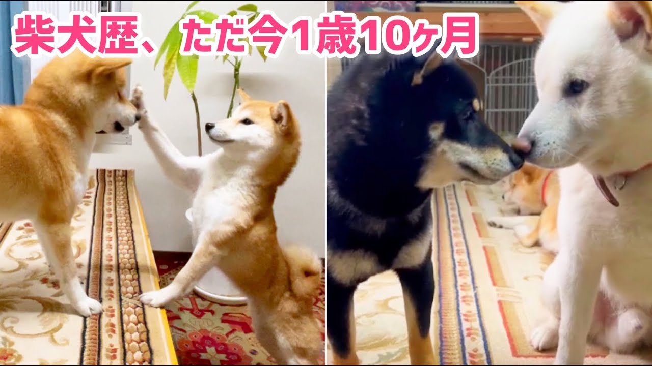 柴犬歴1歳10ヶ月の柴犬3匹が可愛くて笑うw Youtube