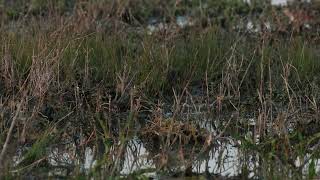 Bokje Sint Laurense Weihoek 28042025 3