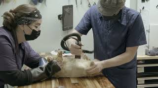 Cat Grooming Lion Cut vs. Teddybear Cut