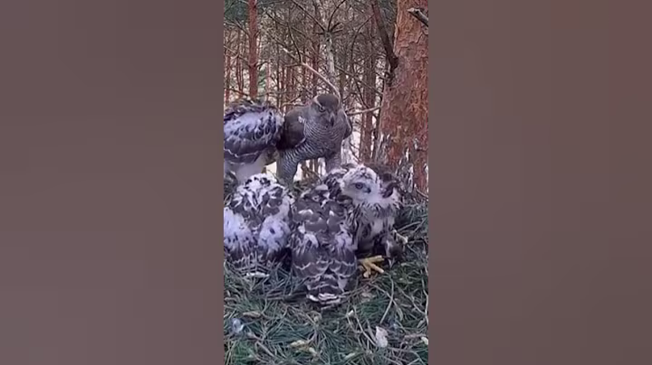 P#109- Review mother birds brings food to feed her babies in the nest, baby birds life #birdslover
