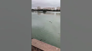 Morning Calmness Bangaloreday 