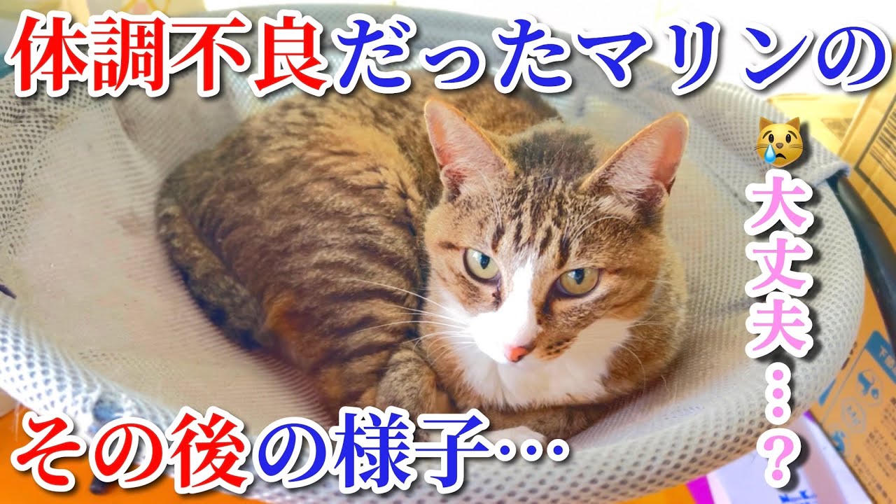 体調不良だったマリンのその後の様子…