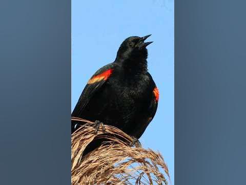 Hear the Red-Winged Blackbird Calling Sounds - YouTube