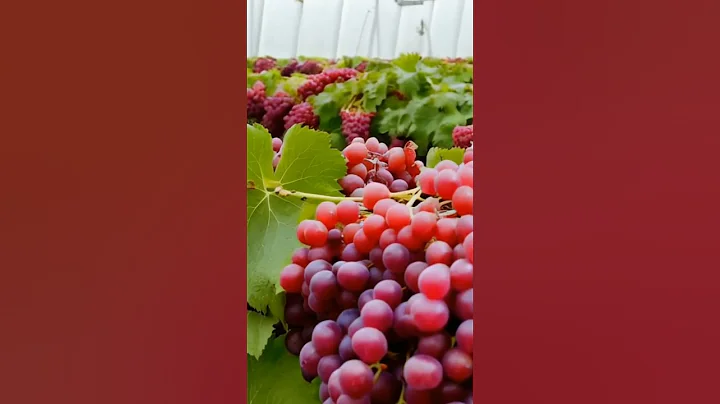 Greenhouse.Grapes #fruits #grapegrowing #fruit #grapevine #farming #wine #grapeharvest #garden