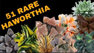 DIFFERENT RARE VARIETIES OF HAWORTHIA | PLANT IDENTIFICATION