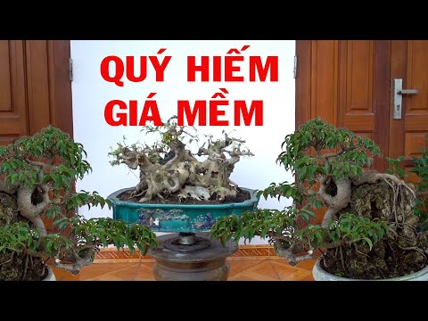 Video Nhiều nhà vườn săn lùng hàng đẹp này, báo giá cây... - youtube