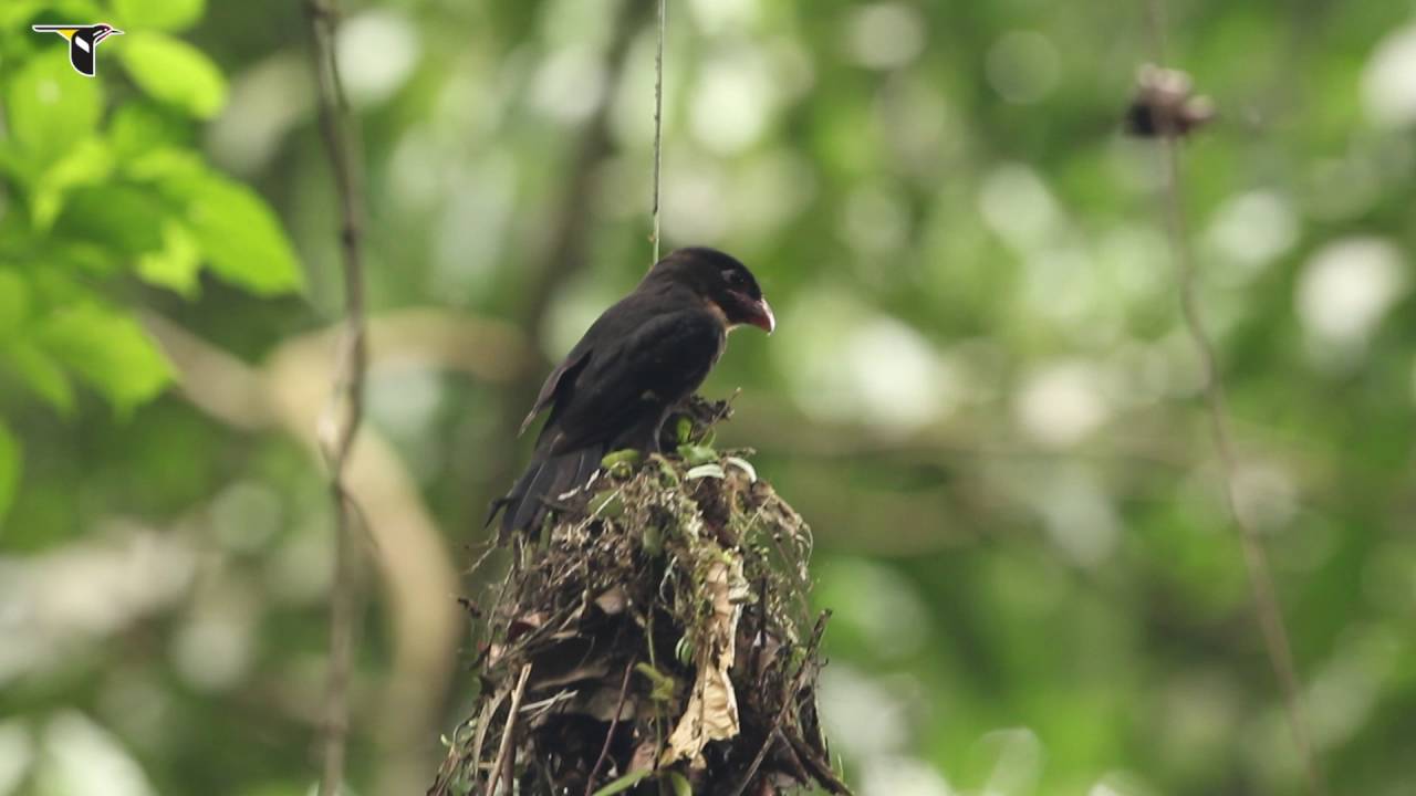 The Dusky Broadbill's Camouflaged Nest 