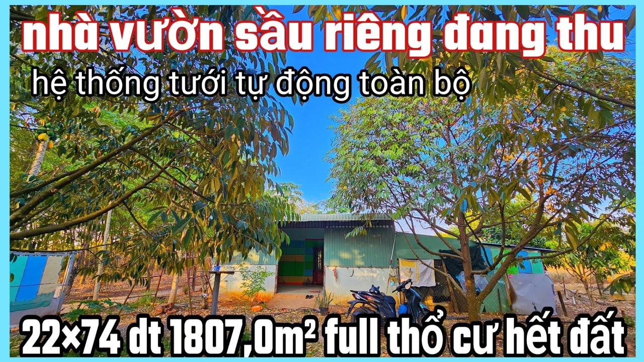 Nhà vườn sầu riêng thái đang thu 22×73 dt 1807,0m² full thổ cư hết đất có hệ thống tưới tự động 