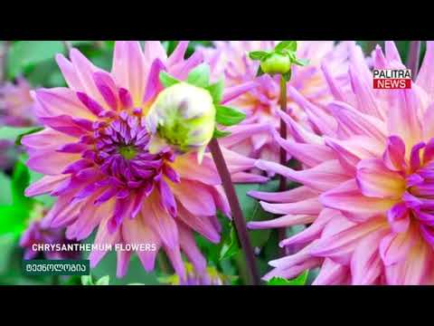 ხელსაწყო რომელიც მწერებისგან გიცავთ