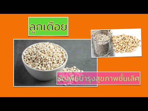 ลูกเดือยธัญพืชบำรุงสุขภาพชั้นเลิศ !!! รีบรับประทานด่วน !!!