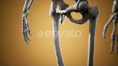 Full Human Skeleton Standing | Motion Graphics - Envato elements