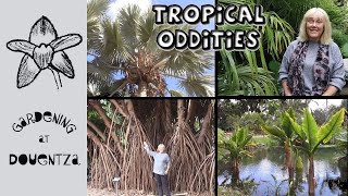 Tropical Trees, Palms & Botanical Oddities || Santa Cruz Palmetum, Tenerife screenshot 1