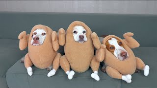 Funniest Dog Halloween Costumes Compilation: Funny Dogs Maymo, Potpie & Penny TrickorTreat Bonanza