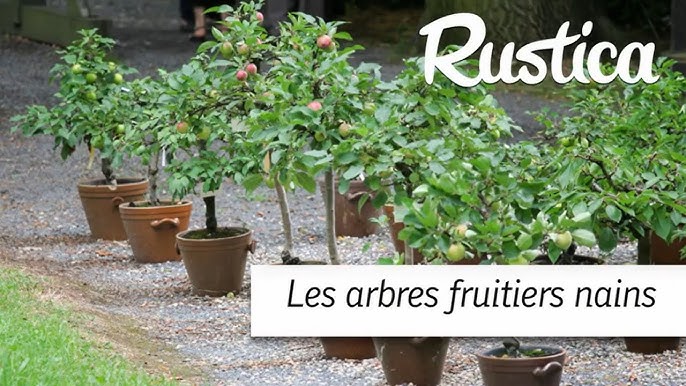 Cultiver un arbre en pot - Gamm vert